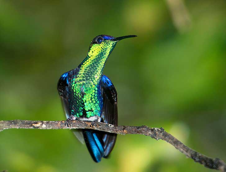 La Belleza del Colibrí